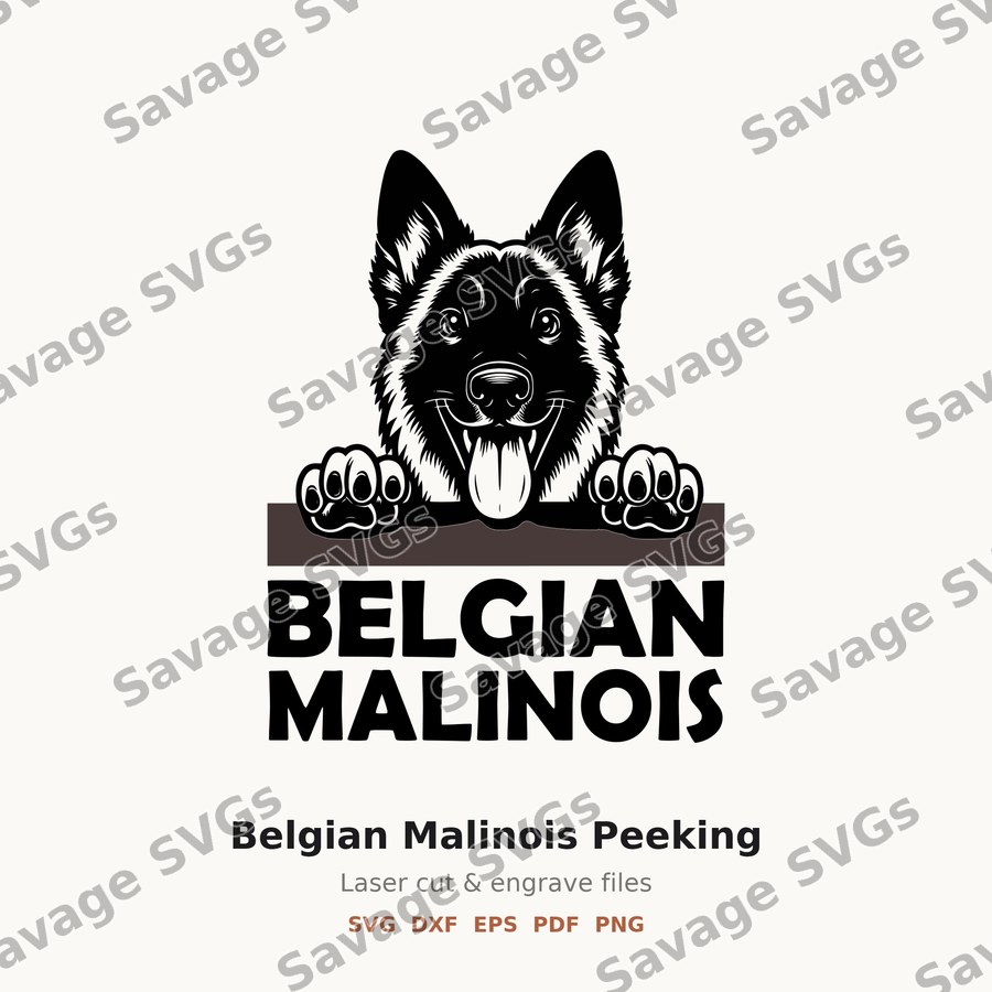 Belgian Malinois Peeking
