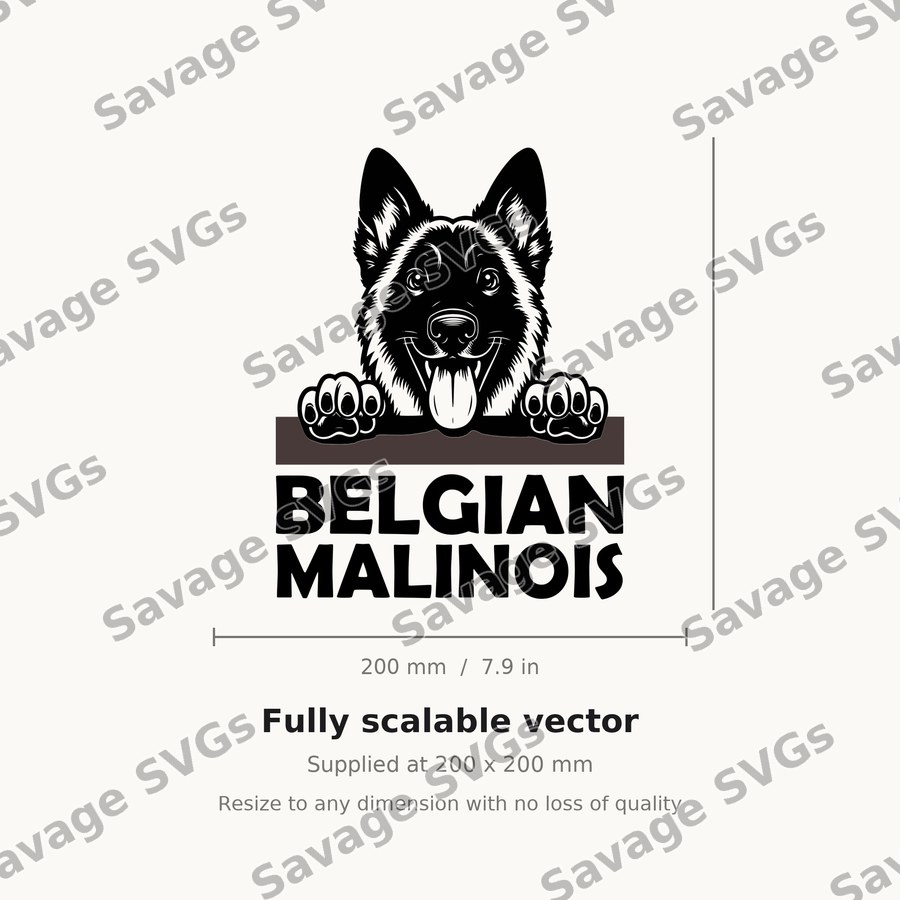 Belgian Malinois Peeking