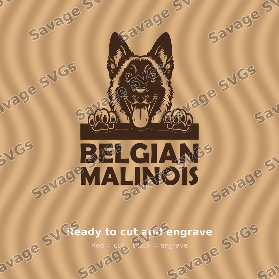 Belgian Malinois Peeking