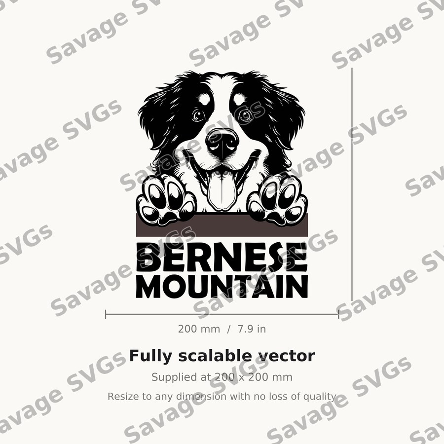 Bernese Mountain Dog