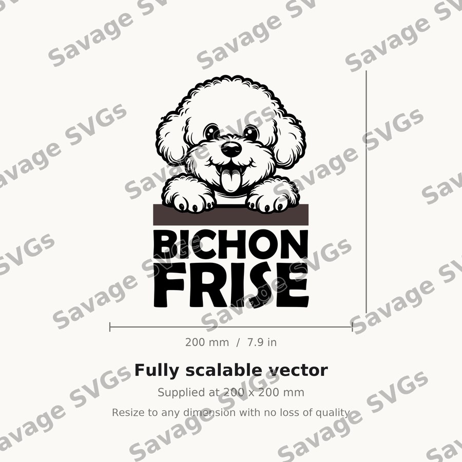 Bichon Frise Dog