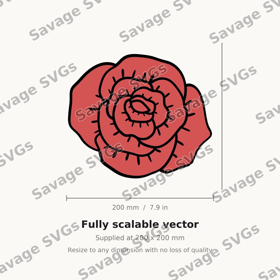 Blooming Rose