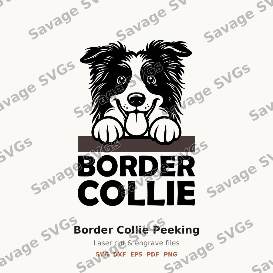 Border Collie Peeking