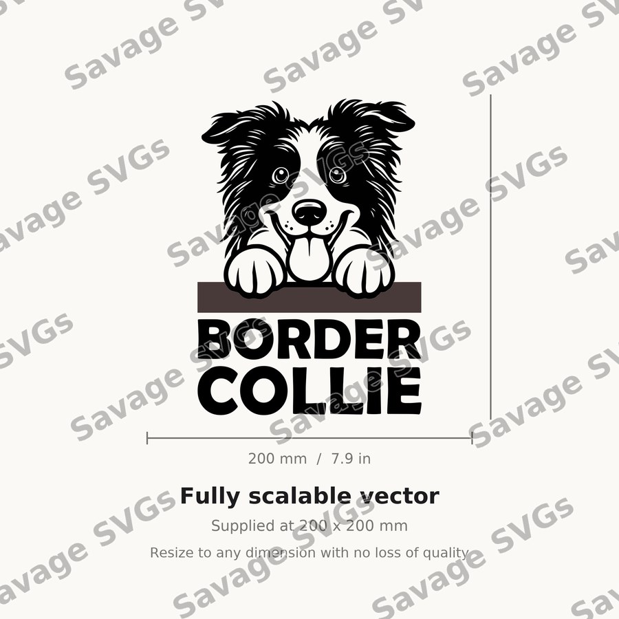 Border Collie Peeking