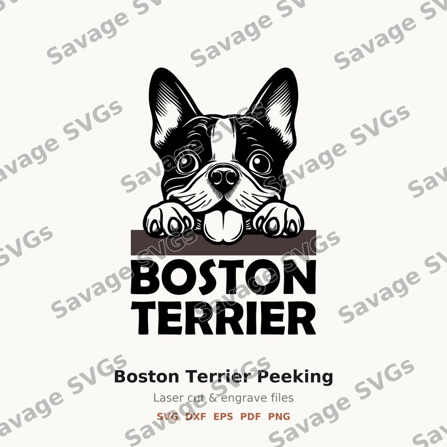 Boston Terrier Peeking