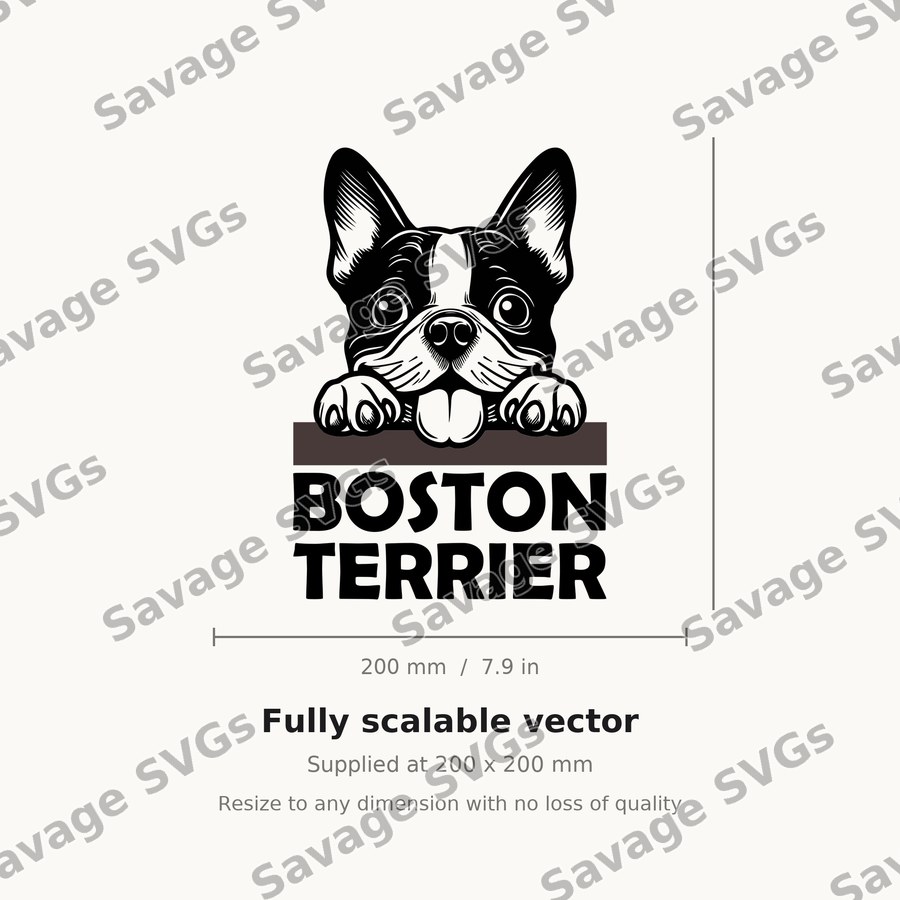 Boston Terrier Peeking