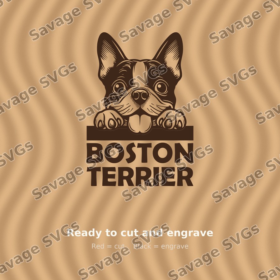 Boston Terrier Peeking