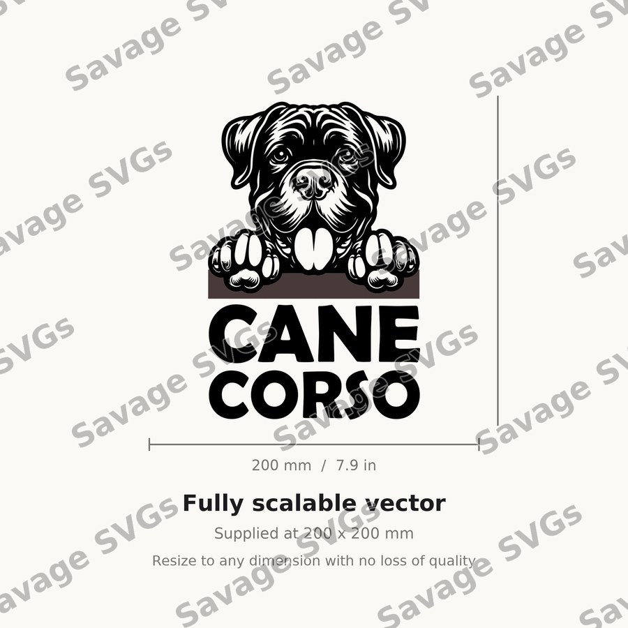 Cane Corso Peeking
