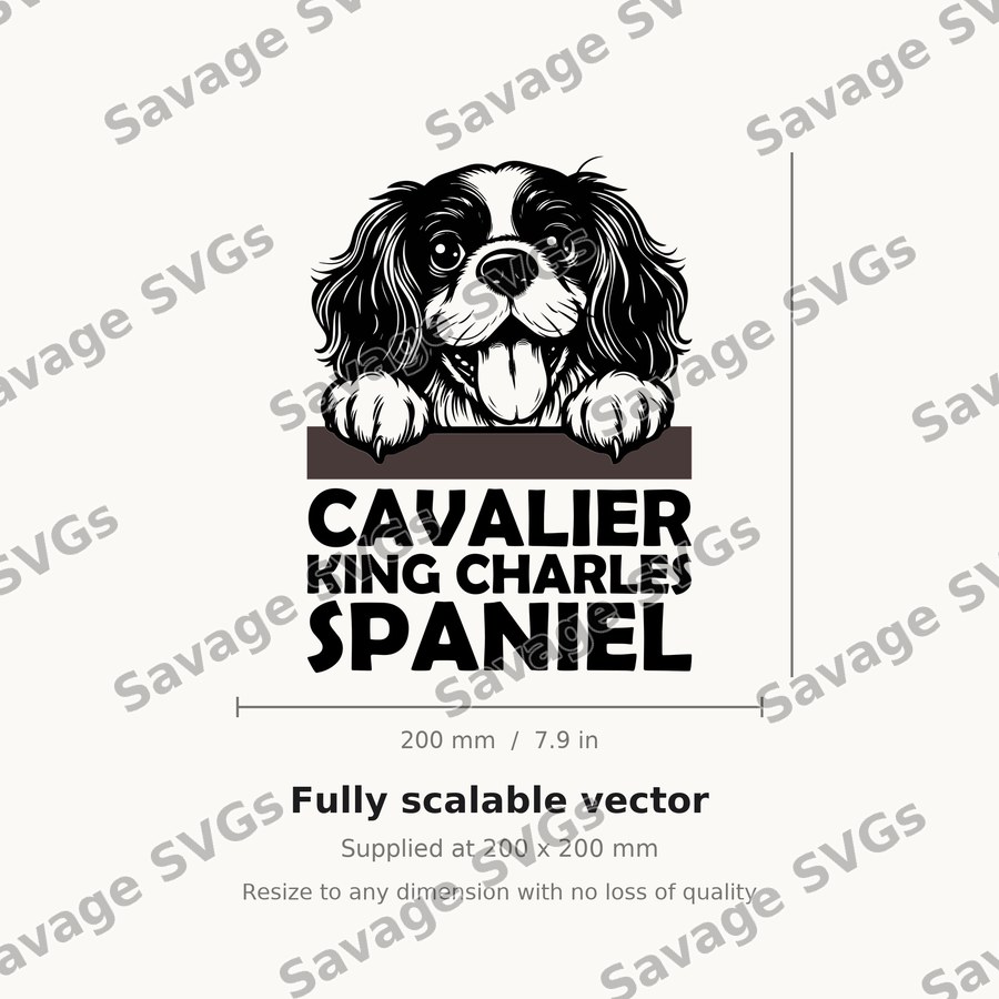 Cavalier King Charles Spaniel