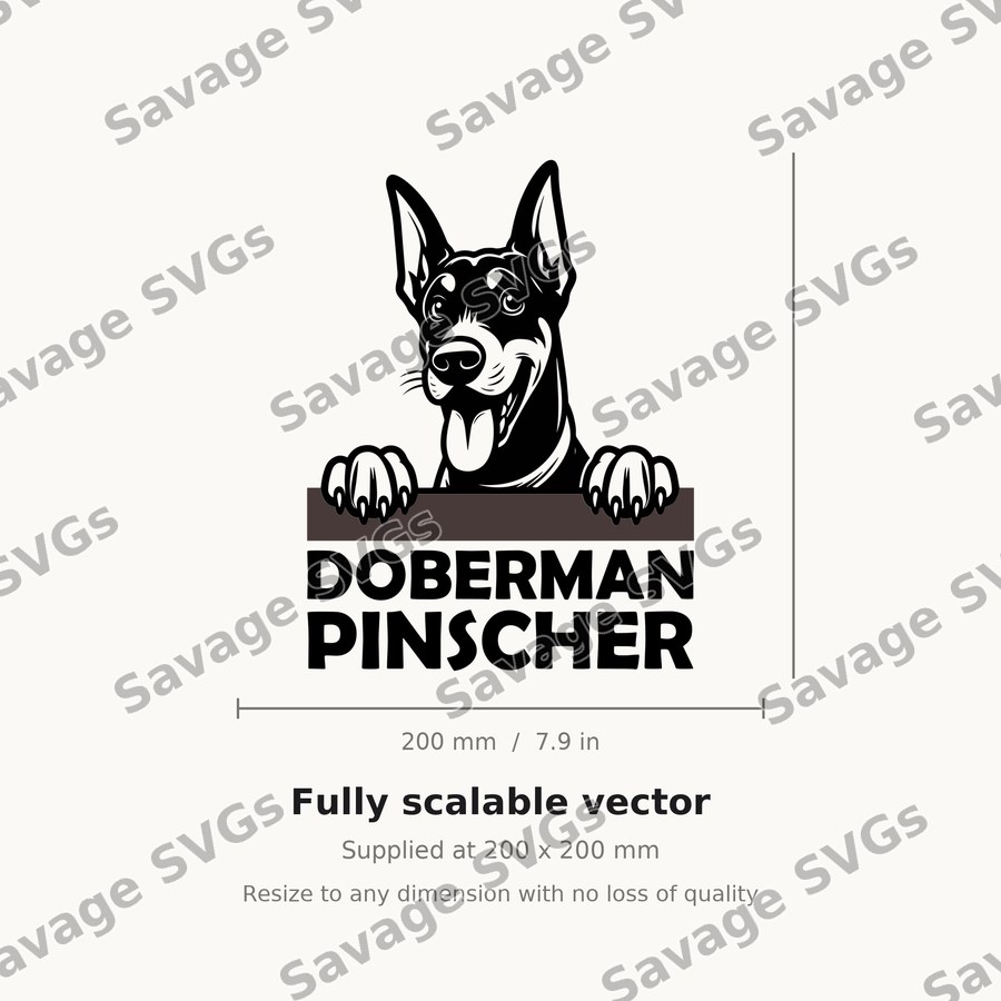 Doberman Pinscher Peeking