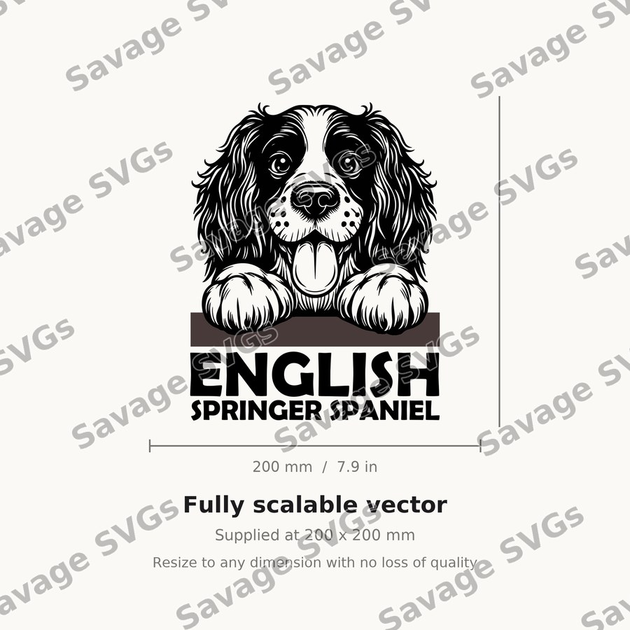 English Springer Spaniel