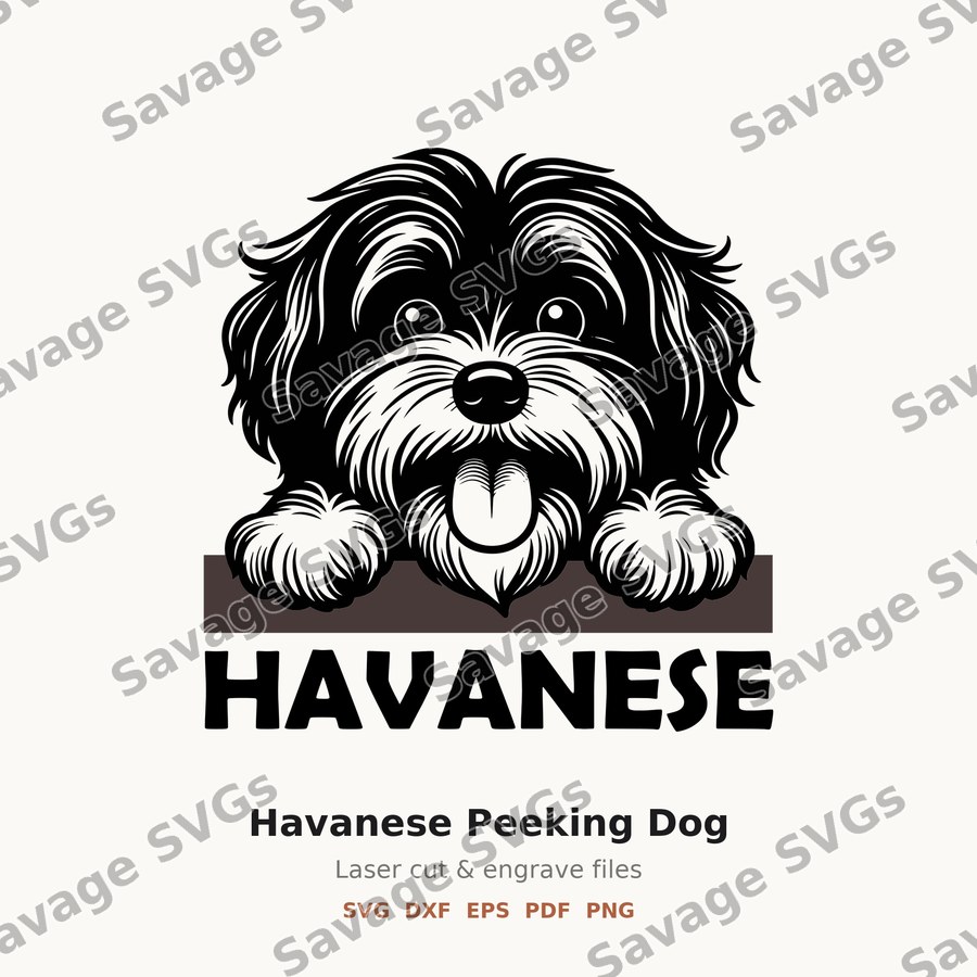 Havanese Peeking Dog