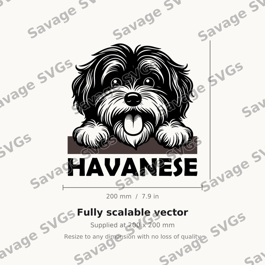 Havanese Peeking Dog