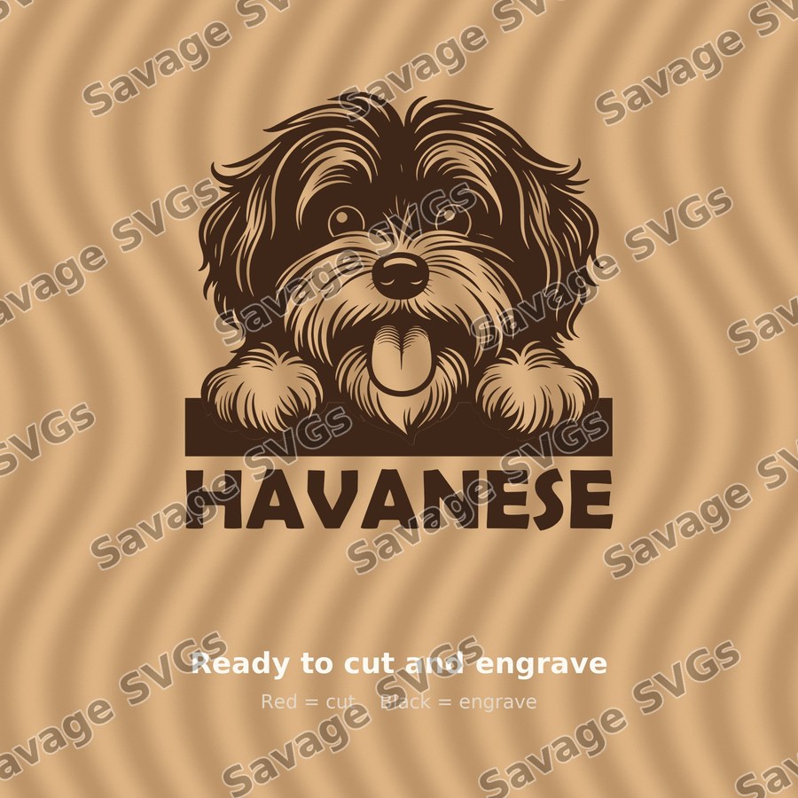 Havanese Peeking Dog