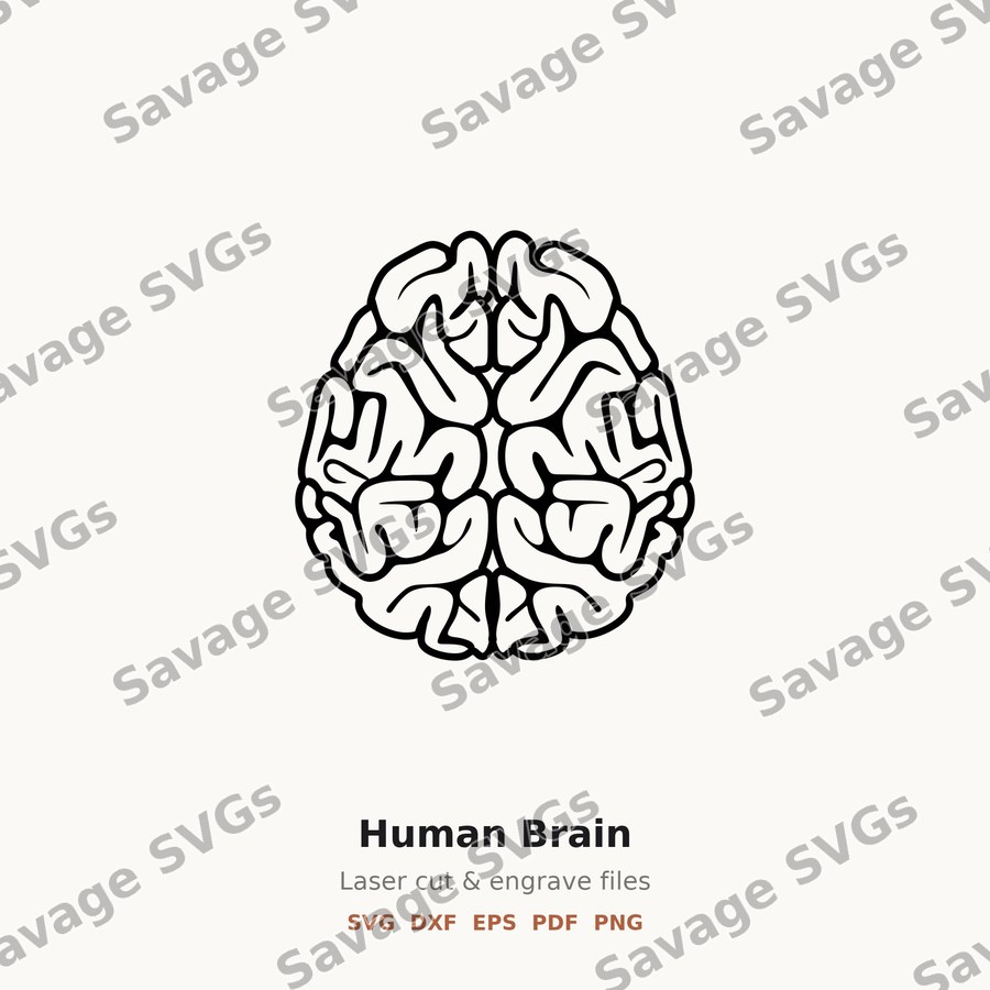 Human Brain
