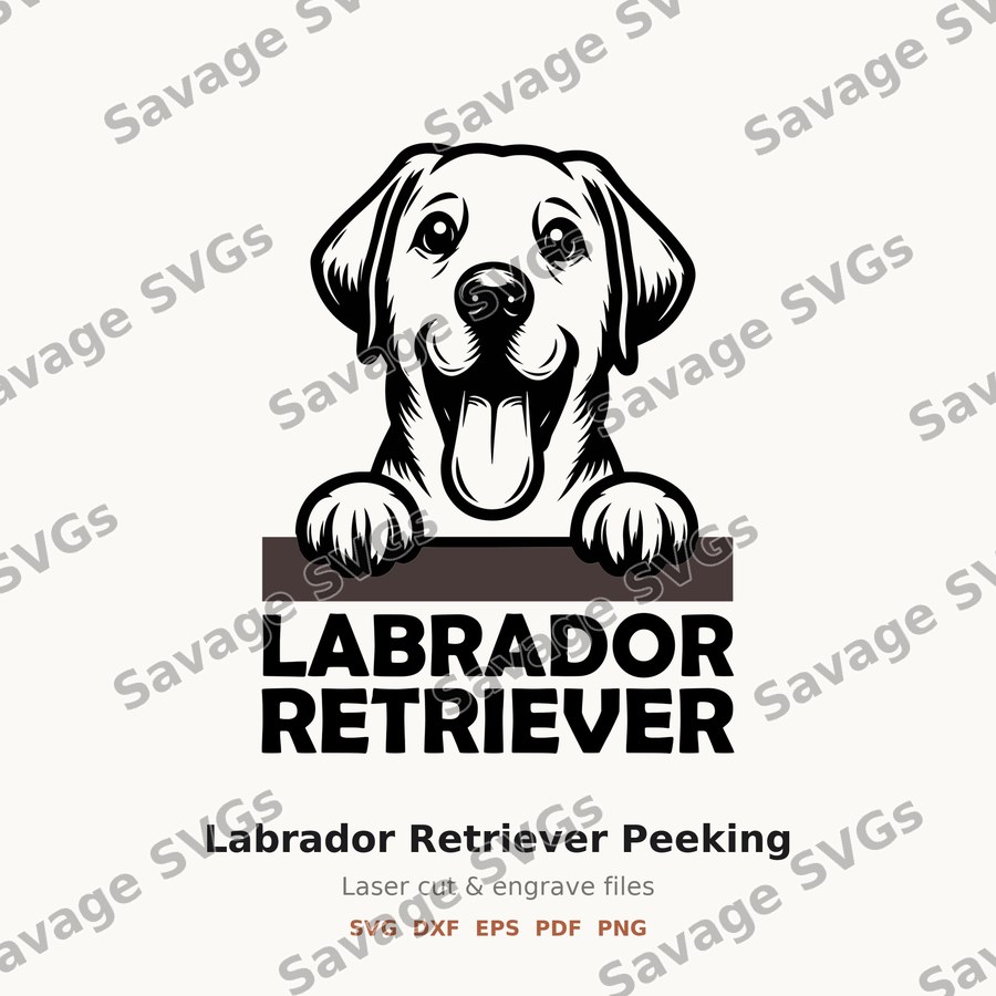 Labrador Retriever Peeking