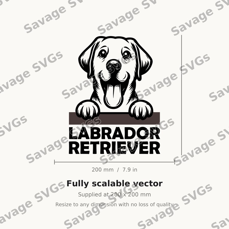 Labrador Retriever Peeking