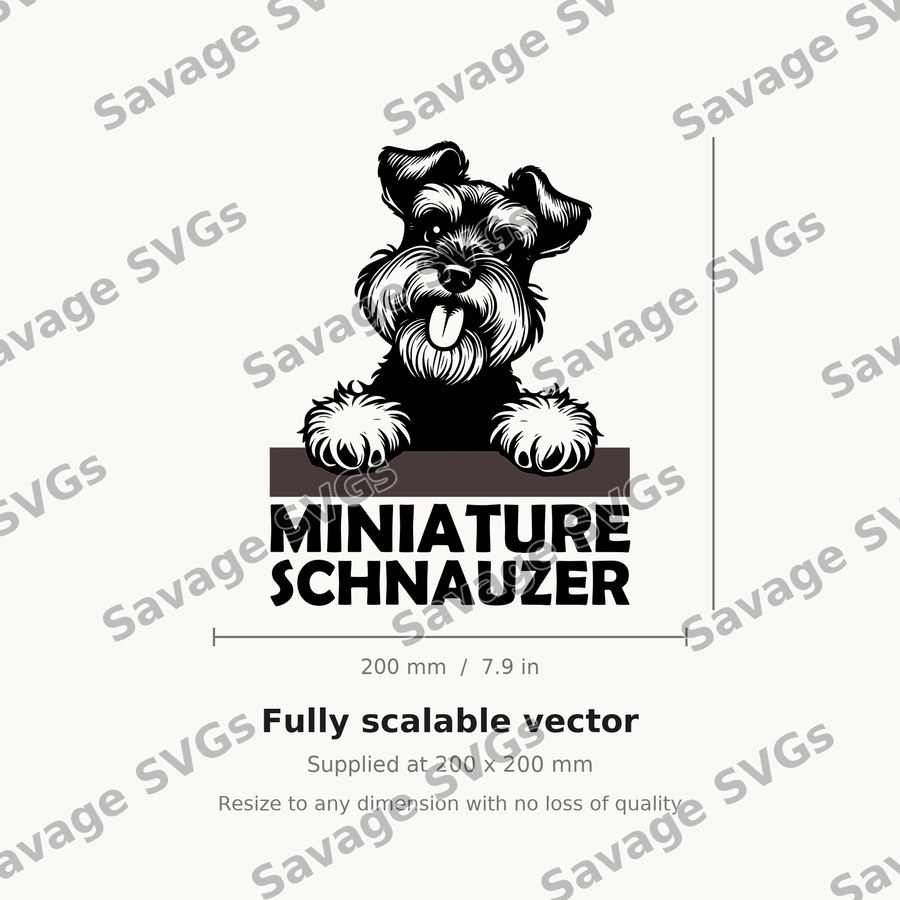 Miniature Schnauzer Peeking