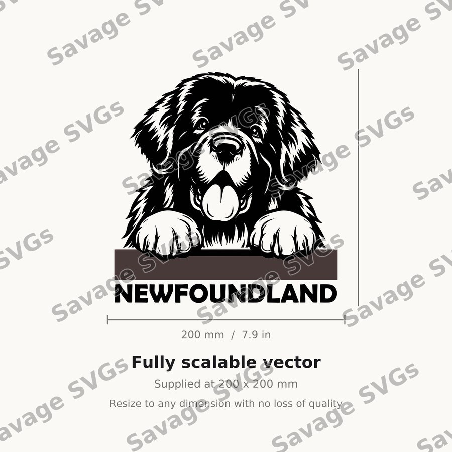 Newfoundland Dog Peeking