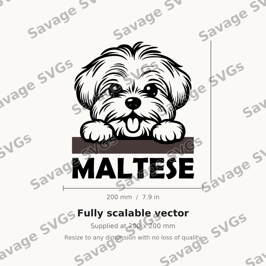 Peeking Maltese Dog