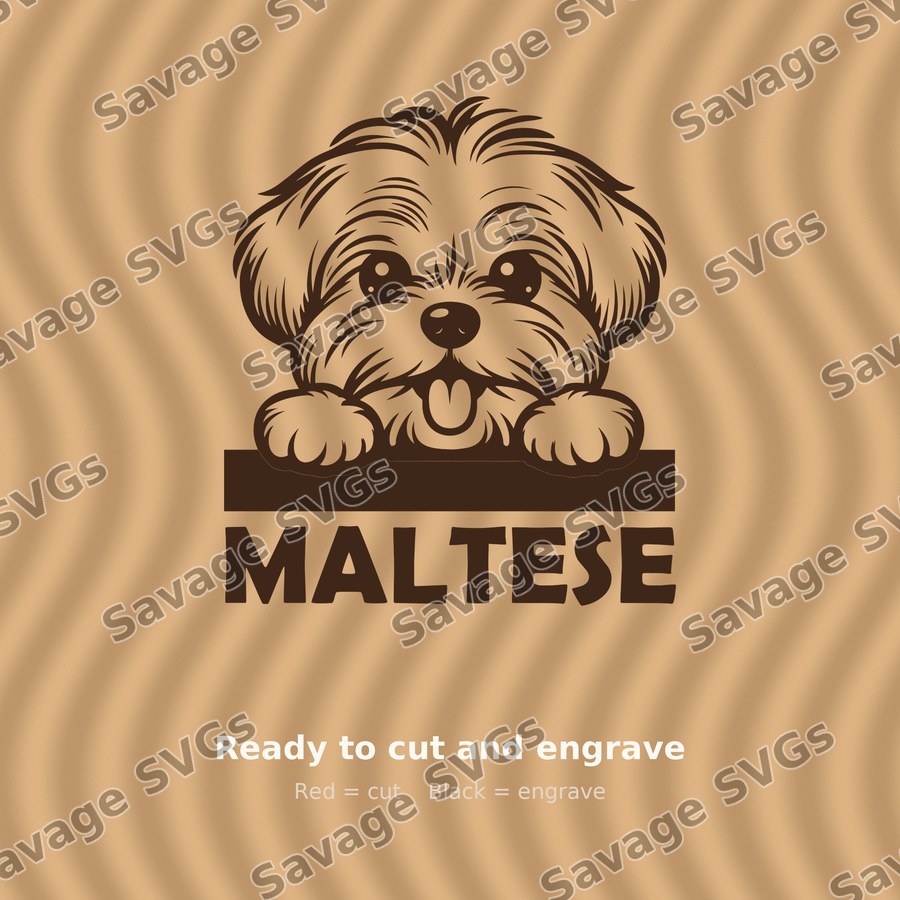 Peeking Maltese Dog