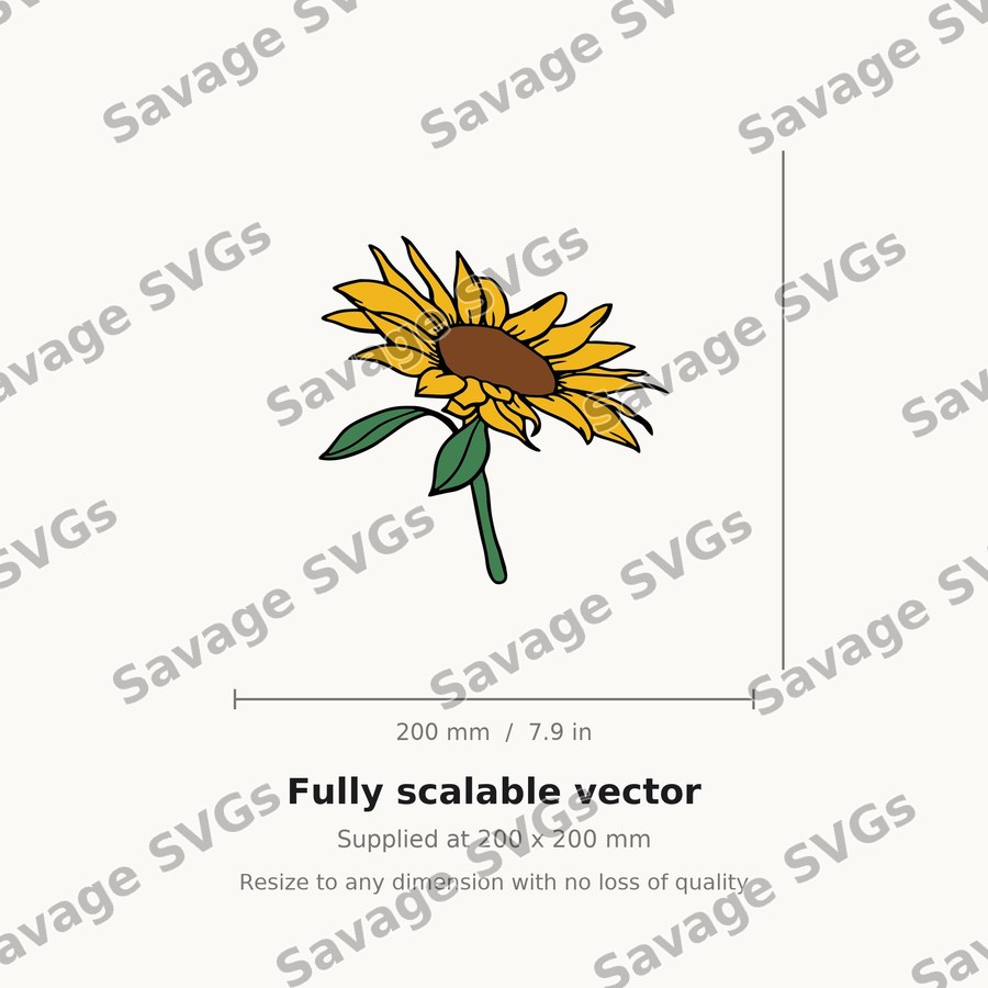 Sunflower 1 01