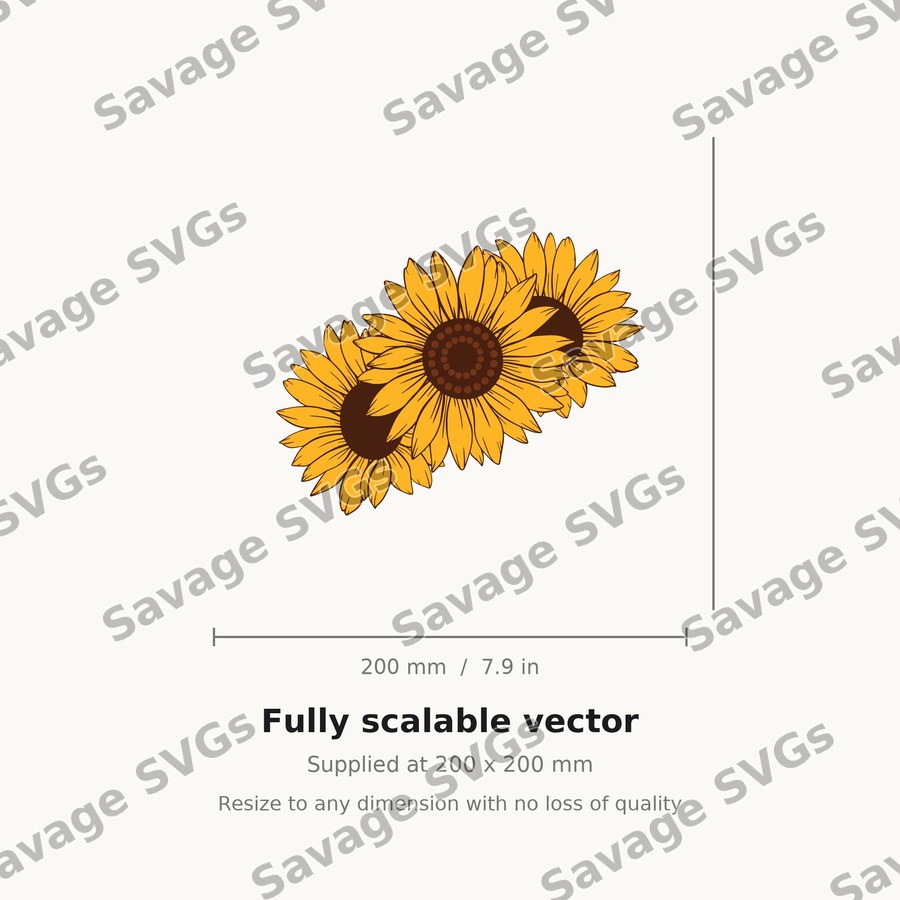 Sunflower 17 01