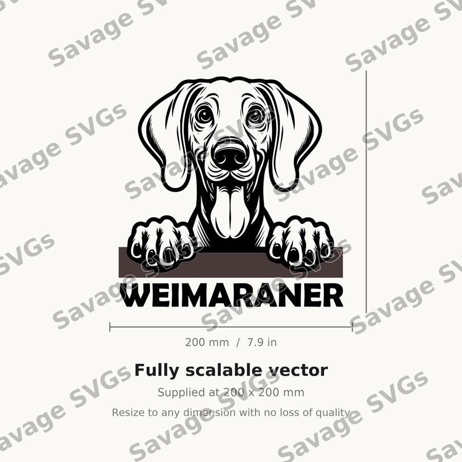 Weimaraner Peeking Dog